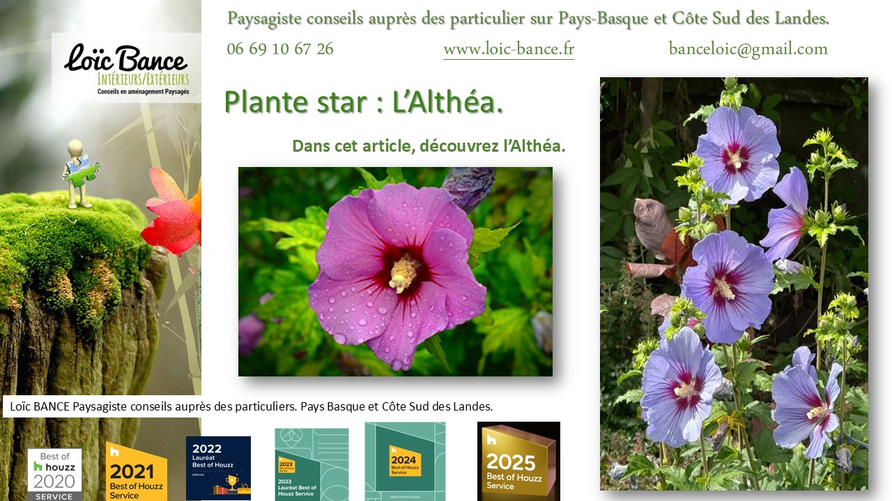 Paysagiste Landes Paysagiste Pays Basque Fiche technique de l'Althéa Hibiscus