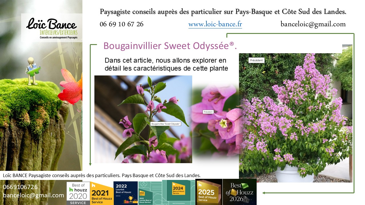 Il est des plantes qui marquent une époque. Non pas parce qu'elles sont plus spectaculaires que les autres, mais parce qu'elles changent notre façon de concevoir le jardin. Le Bougainvillier Sweet Odyssée® appartient à cette catégorie.