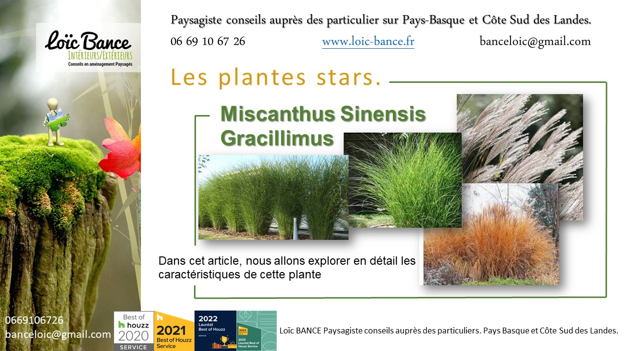 Miscanthus Sinensis Gracillimus par Paysagiste Pays Basque et Paysagiste Landes
