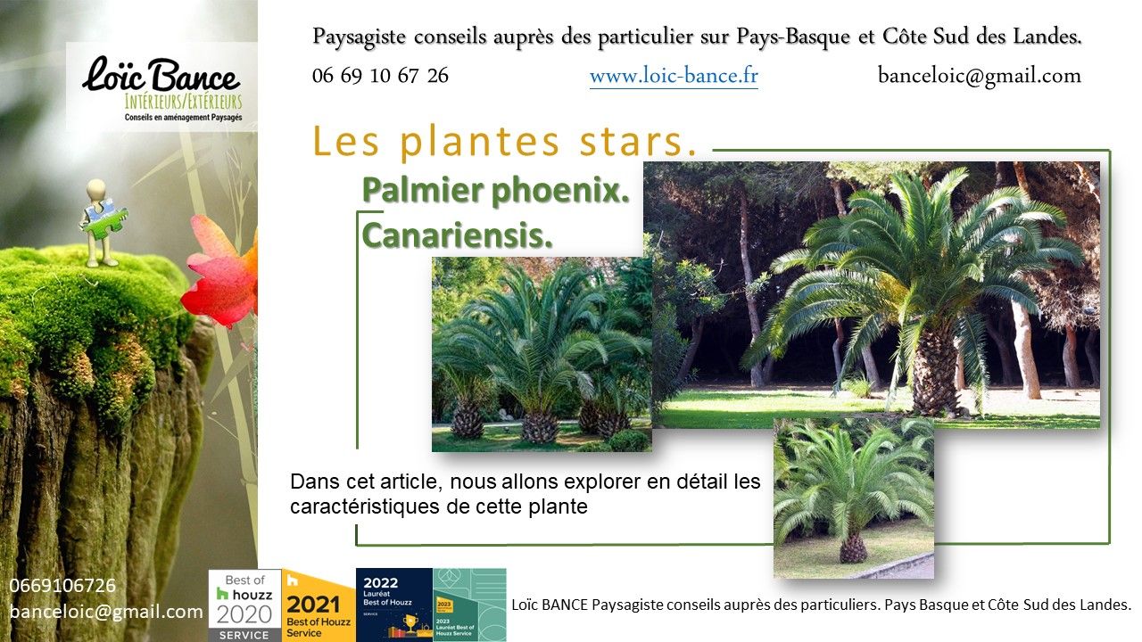 Paysagiste Pays Basque Paysagiste Landes Palmier Phoenix Canariensis