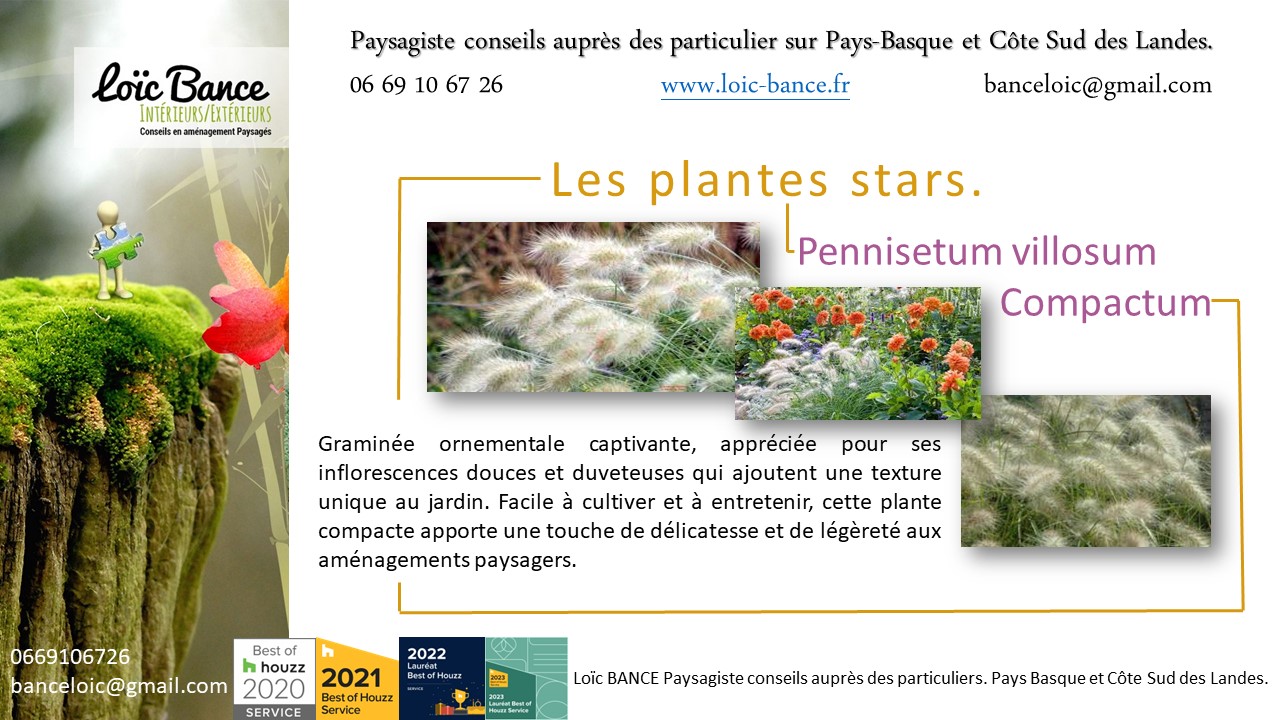 Paysagiste Landes Paysagiste Pays Basque Pennisetum Villosum Compactum