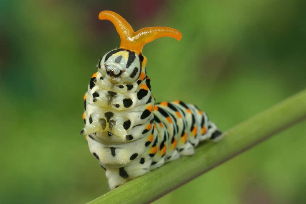 Chenille Machaon