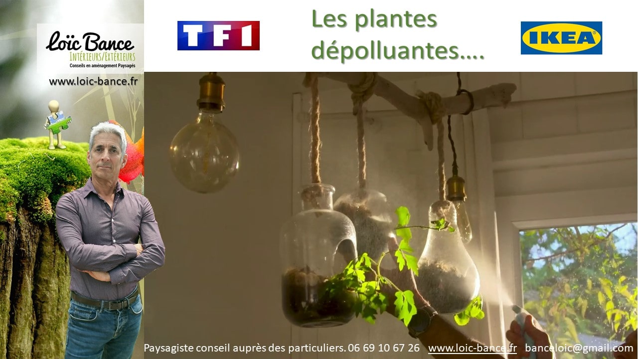 Paysagiste-Plantes-depolluantes-Loic-BANCE